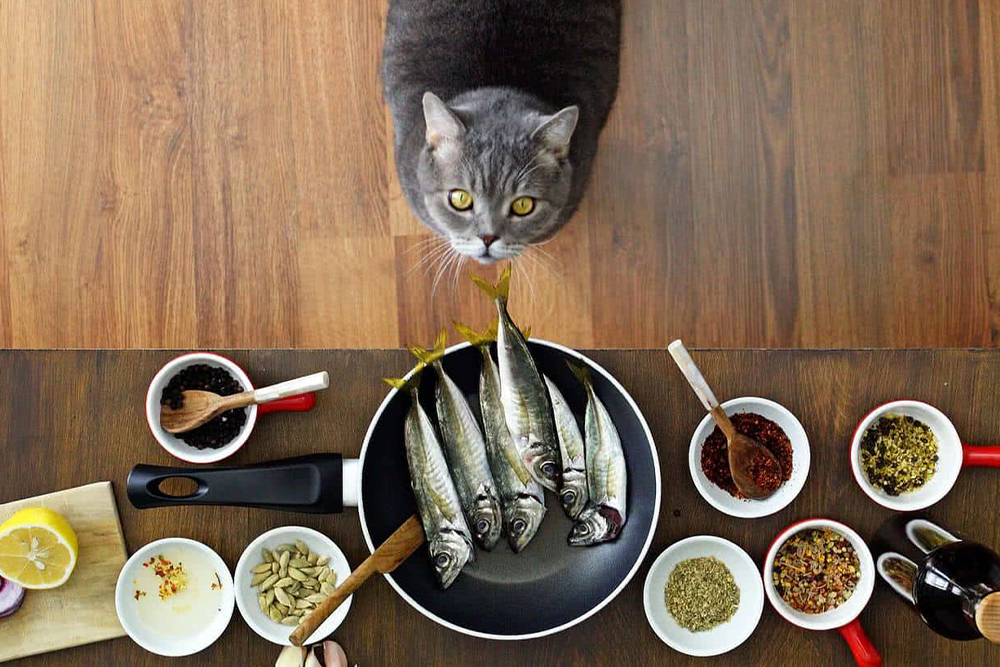 How to choose the best diet for your cat