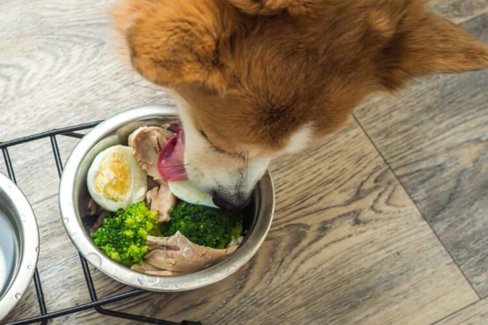 The benefits of a natural diet for dogs and cats