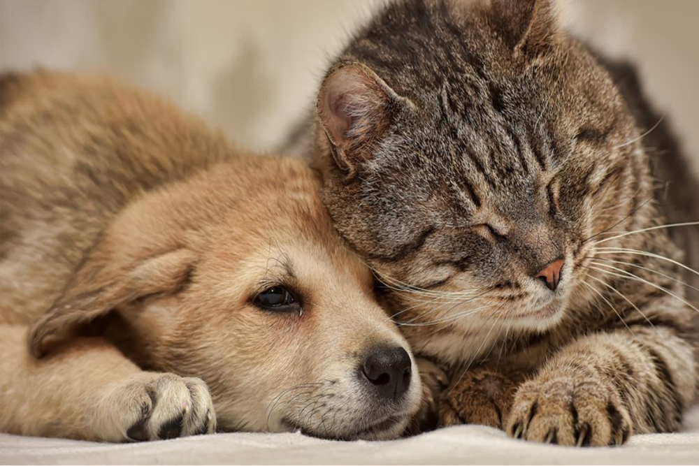 Your Pet’s Mental Health: How to Identify and Treat Problems