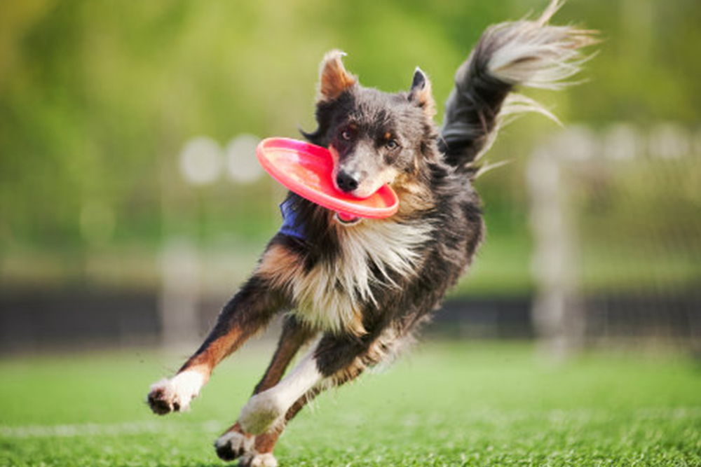 Top Playtime Activities to Stimulate Your Pets Behavior