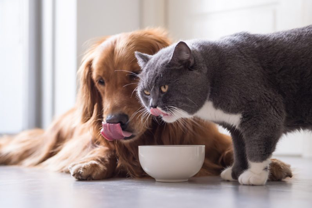 A guide to forbidden and allowed foods for pets , check it out