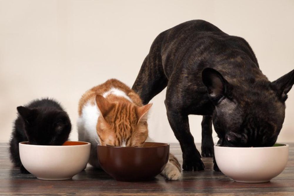 How to introduce new foods to your pet’s diet