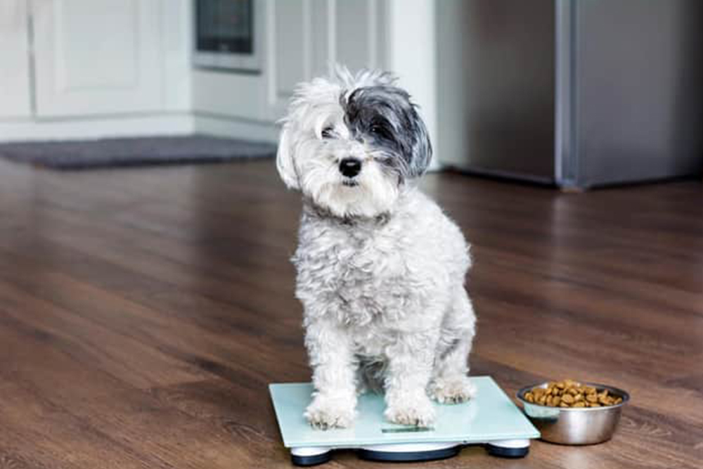 5 Tips to maintain your pet’s healthy weight