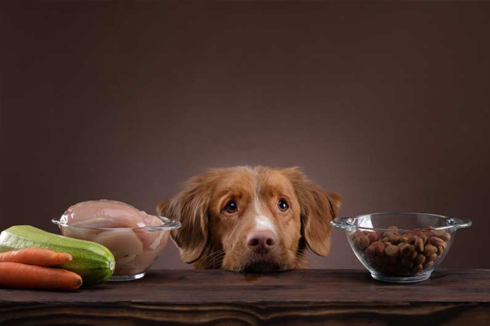 Natural foods that can be included in your pet’s diet