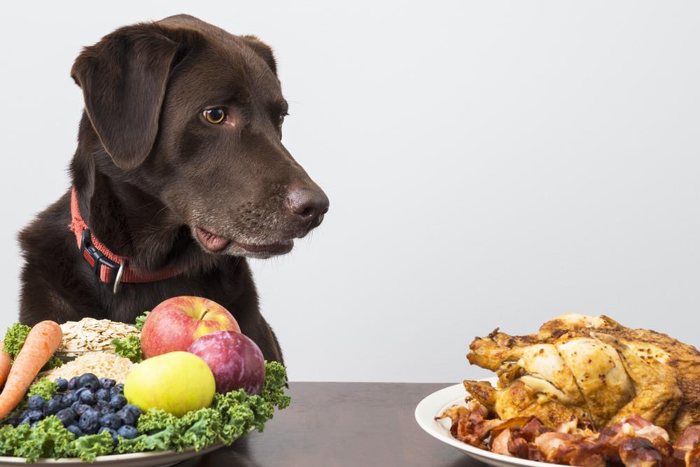 5 Tips Importance of Balanced Nutrition for Pets