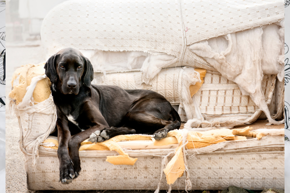 How to Stop Your Pets Destructive Behavior Before It’s Too Late