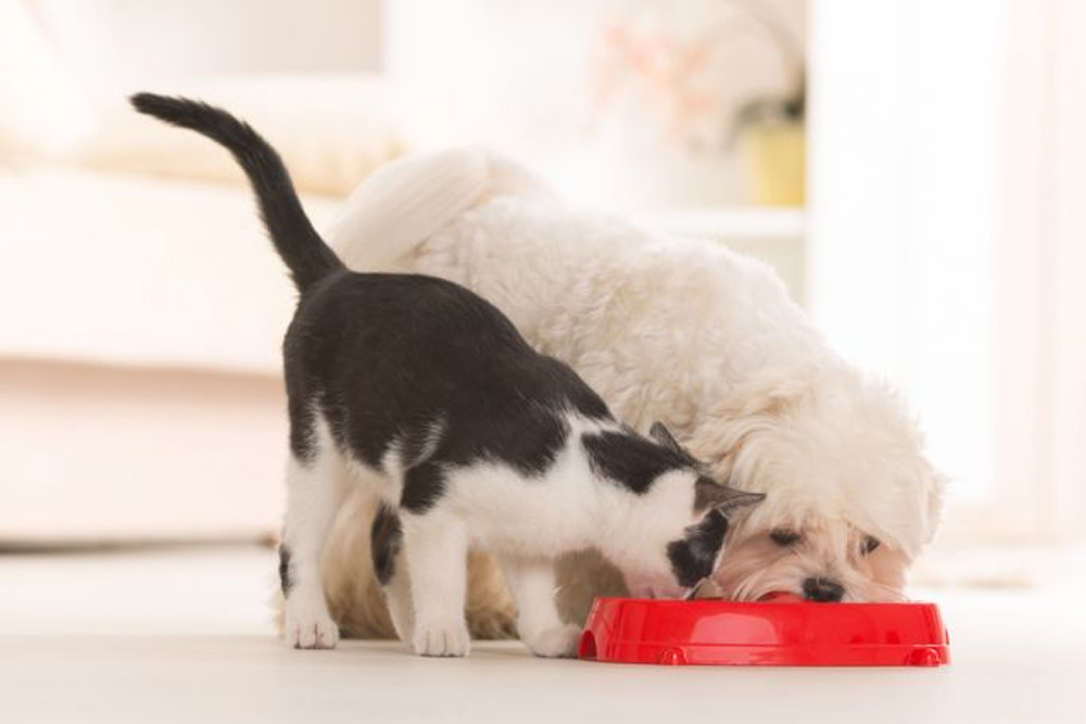 What happens when you feed your pet the wrong food or at the wrong time