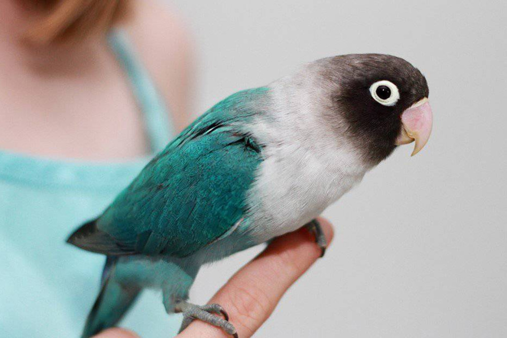 The Fascinating World of Exotic Birds and Their Care