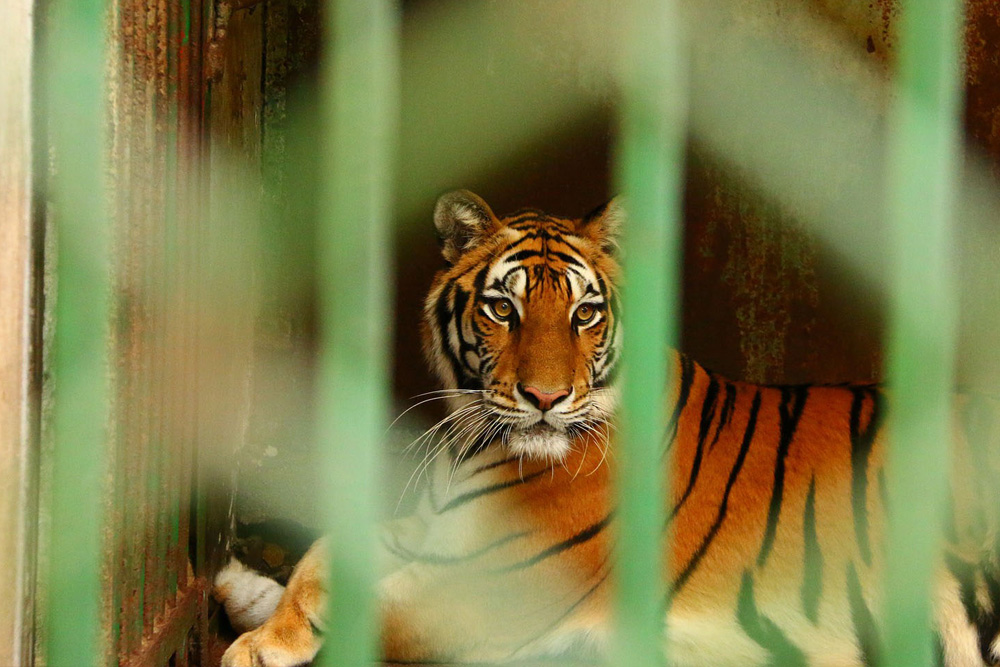 The Dangers of Keeping Wild and Exotic Animals in Captivity