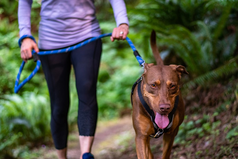 Boost Your Pets Health and Happiness: The Power of Regular Exercise