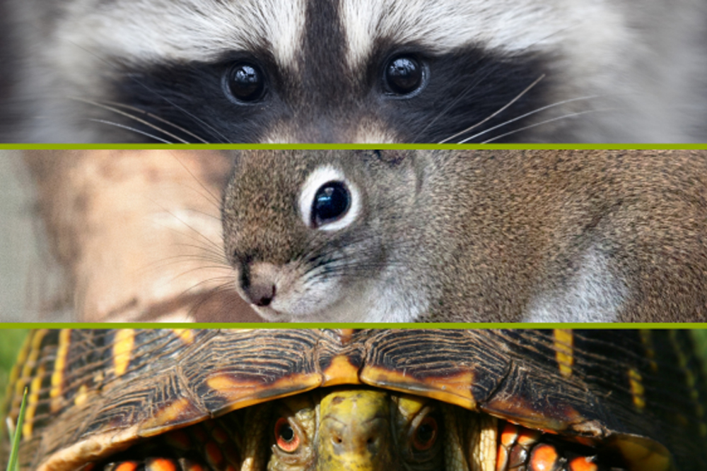 Exotic pet: what are its advantages and disadvantages?