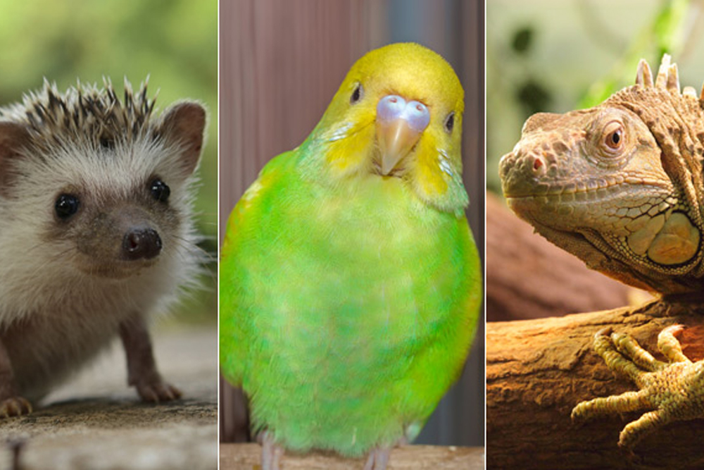 Meeting the Special Needs of Exotic Pets Species