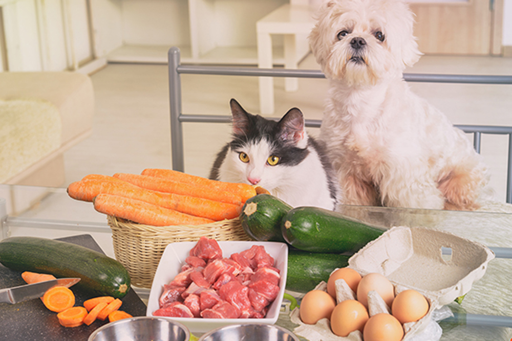 How to Supplement Your Pets Diet Properly Before It’s Too Late