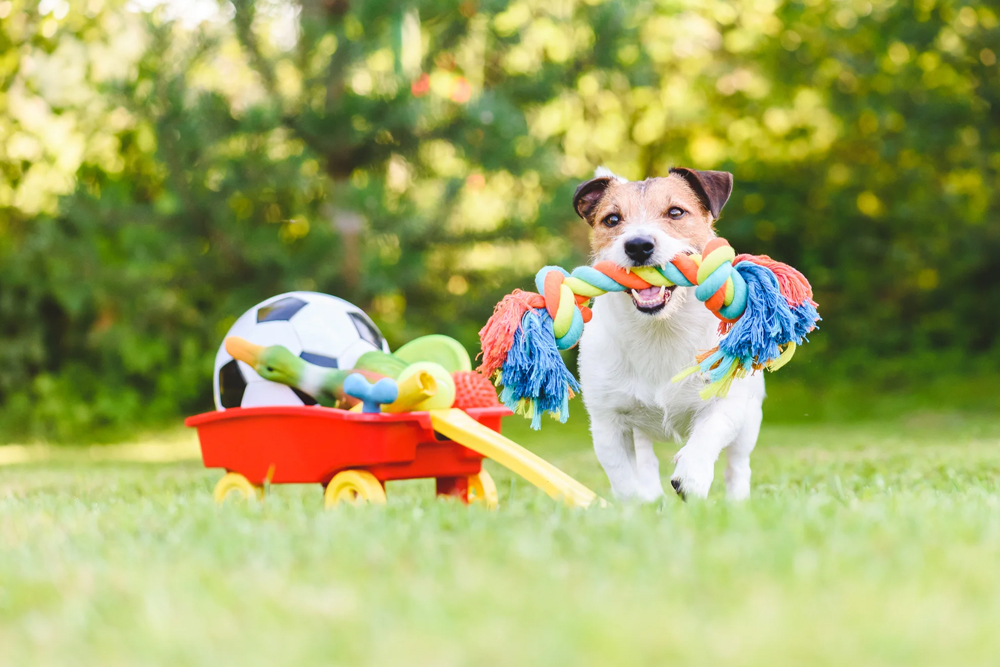 How to Prevent Boredom and Keep Your Pet Engaged in Their Activities