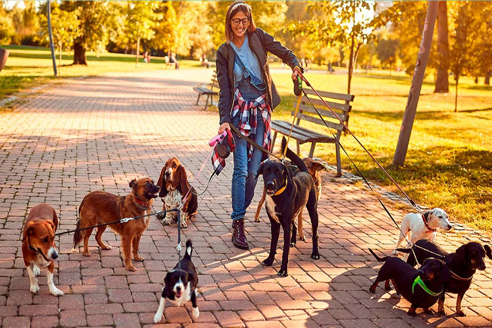 Why Keeping Your Pet Active and Engaged is Crucial for Their Well-Being