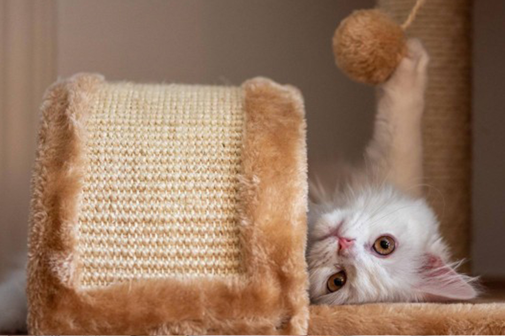 5 Tips on how to take good care of your cats with fun and health