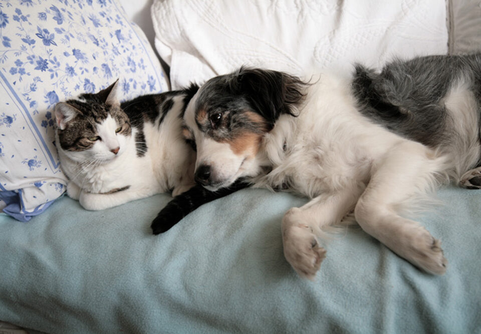 4 simple steps to a stronger connection with yours pets