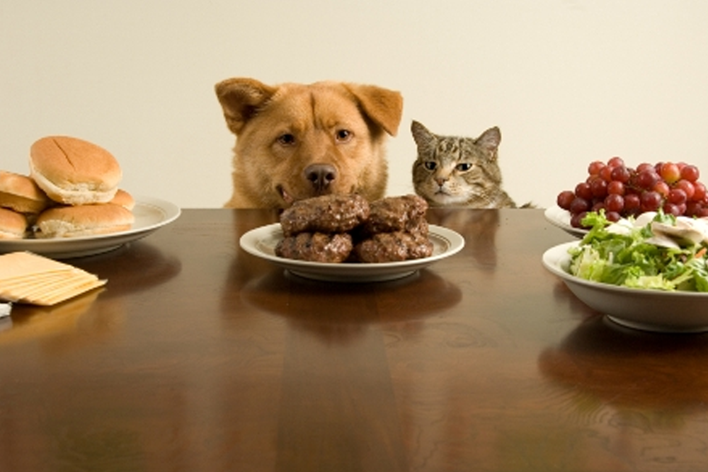 The 10 Foods You Should Never Feed Your Pet