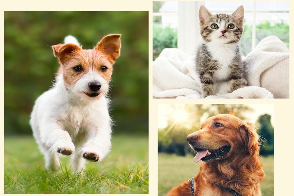 7 Vital Ways to Ensure Your Pets Healthy and Happy Life