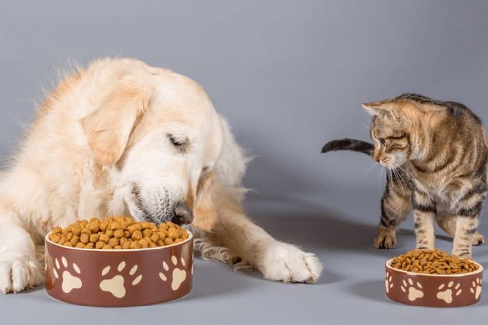 Foods That Can Improve Your Pets Mood and Behavior
